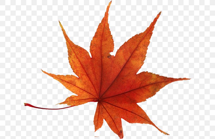 Autumn Leaf Color Clip Art, PNG, 640x531px, Autumn Leaf Color, Autumn, Drawing, Leaf, Maple Leaf Download Free
