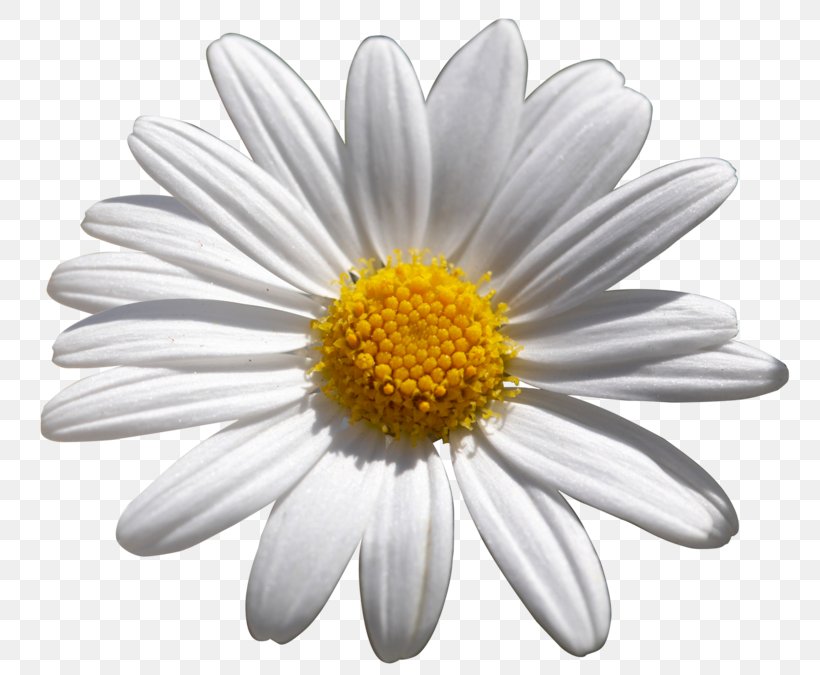 Common Daisy Flower Shasta Daisy African Daisies, PNG, 800x675px, Common Daisy, African Daisies, Aster, Chamaemelum Nobile, Chamomile Download Free