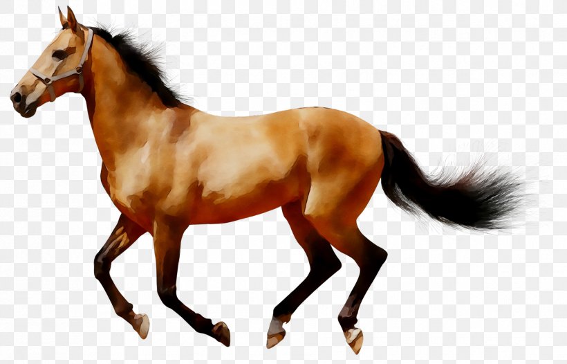 Arabian Horse American Quarter Horse Clip Art Image, PNG, 1807x1160px, Arabian Horse, American Quarter Horse, Animal Figure, Buckskin, Colt Download Free
