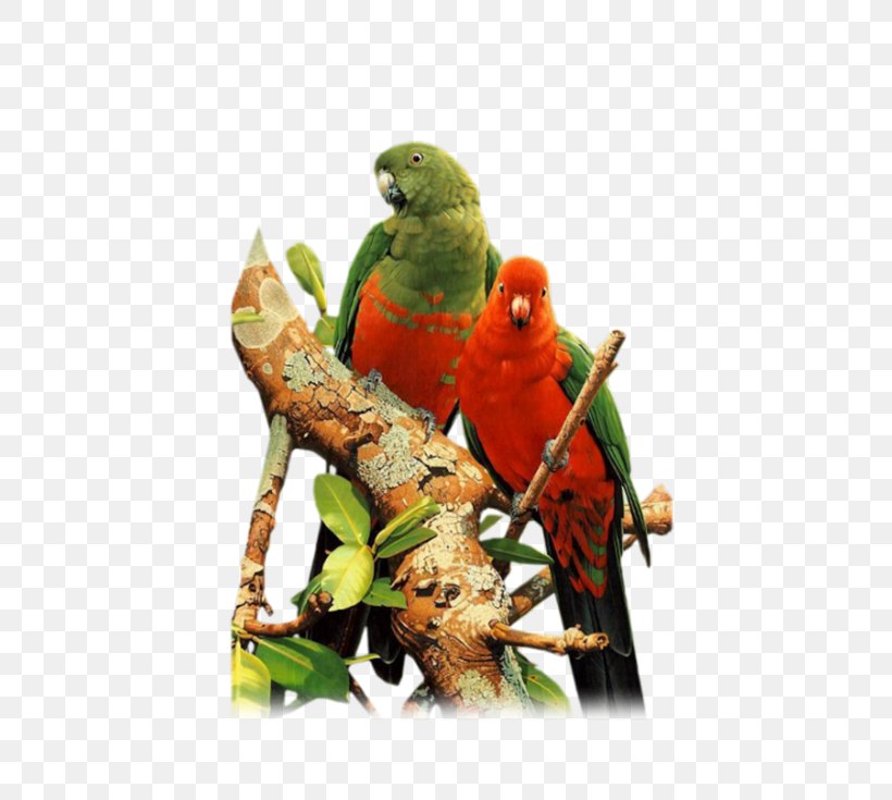 Bird Parrot Budgerigar Parakeet Zebra Finch, PNG, 500x735px, Bird, Animal, Australian King Parrot, Beak, Bird Supply Download Free