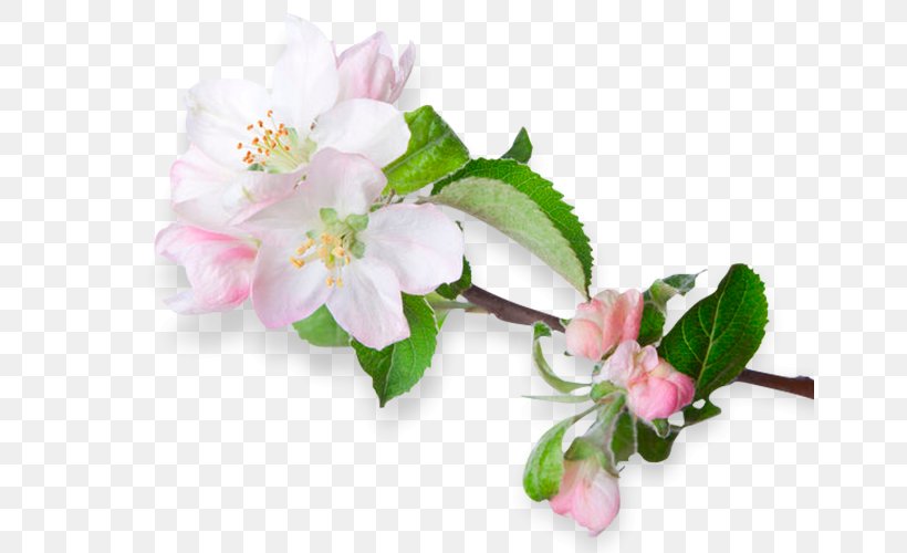 Blossom Flower Apples Royalty-free, PNG, 652x500px, Blossom, Apples, Banco De Imagens, Branch, Cherry Blossom Download Free
