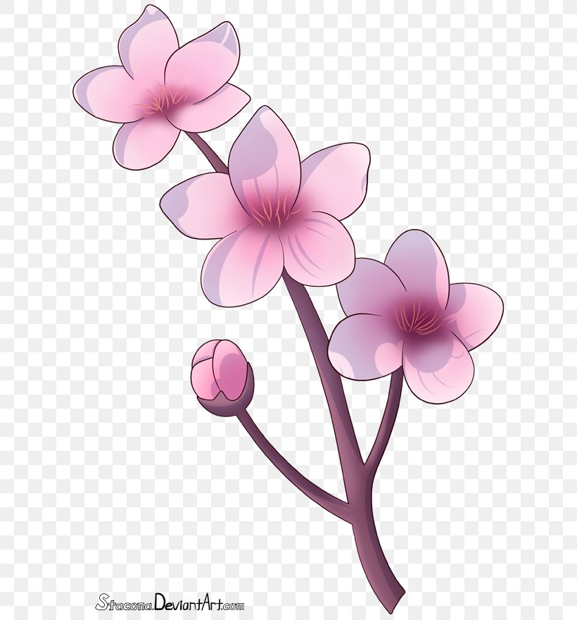 Cherry Blossom Drawing Flower Petal, PNG, 623x880px, Watercolor, Cartoon, Flower, Frame, Heart Download Free