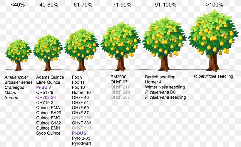 Fruit Tree Rootstock Pear Dwarfing, PNG, 3322x2023px, Tree, Apple, Apricot, Dwarfing, Espalier Download Free