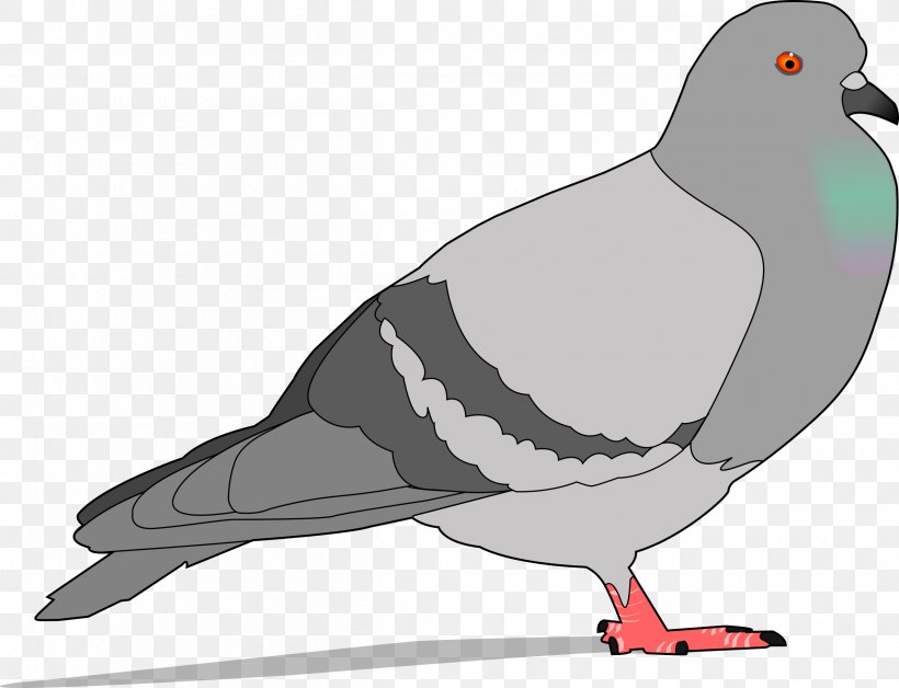 Homing Pigeon Columbidae Bird Clip Art, PNG, 2400x1840px, Homing Pigeon, Beak, Bird, Charadriiformes, Columbidae Download Free