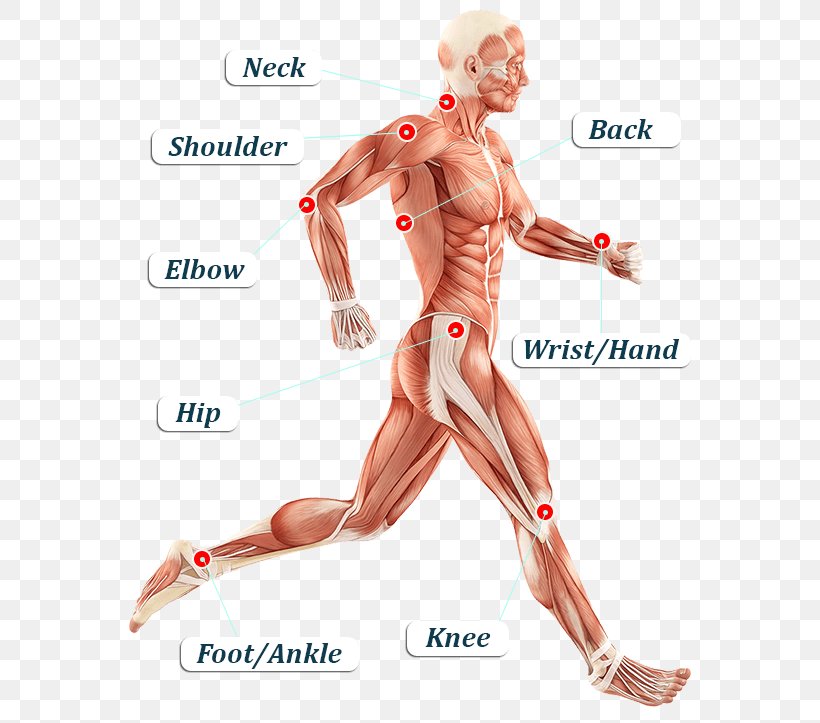 Iliotibial Band Syndrome Iliotibial Tract Tensor Fasciae Latae Muscle Fascia Lata Human Body, PNG, 575x723px, Watercolor, Cartoon, Flower, Frame, Heart Download Free