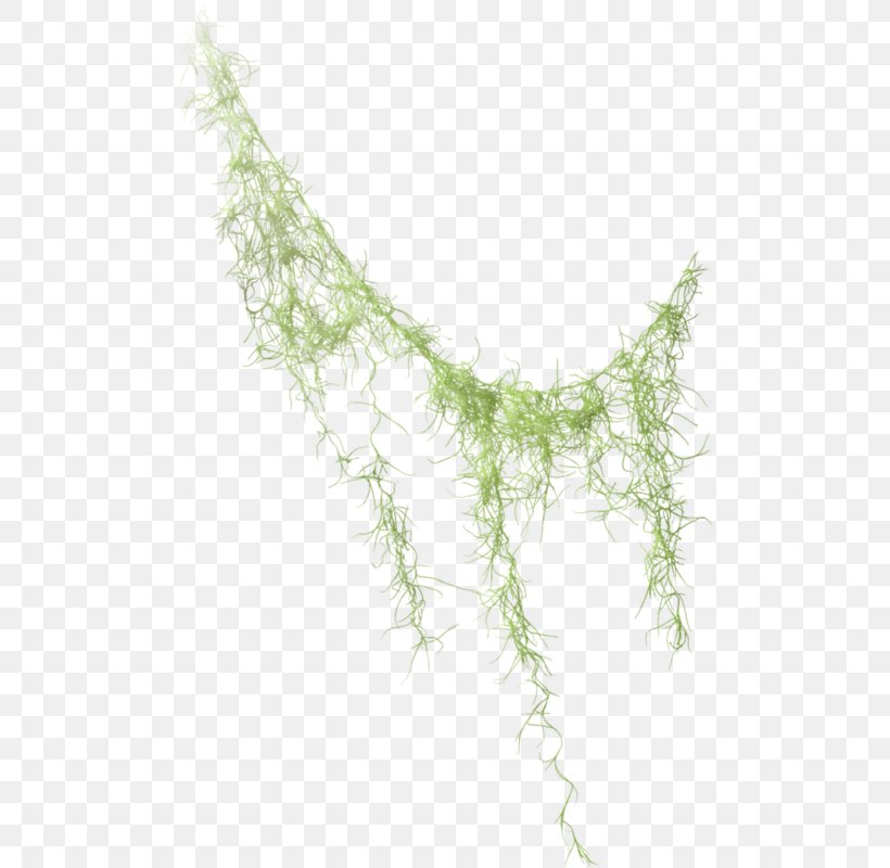 Plant Stem Vine Conifer Cone Leaf Cortex, PNG, 496x800px, Plant Stem, Band, Bark, Blog, Branch Download Free