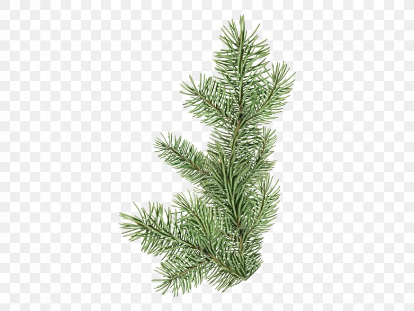 Shortleaf Black Spruce Columbian Spruce Balsam Fir White Pine Yellow Fir, PNG, 866x650px, Watercolor, Balsam Fir, Colorado Spruce, Columbian Spruce, Jack Pine Download Free