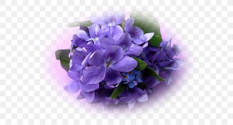 Violet Mauve Plantes Et Fleurs Flower Purple, PNG, 600x441px, Violet, Bellflower Family, Blue, Cornales, Cut Flowers Download Free