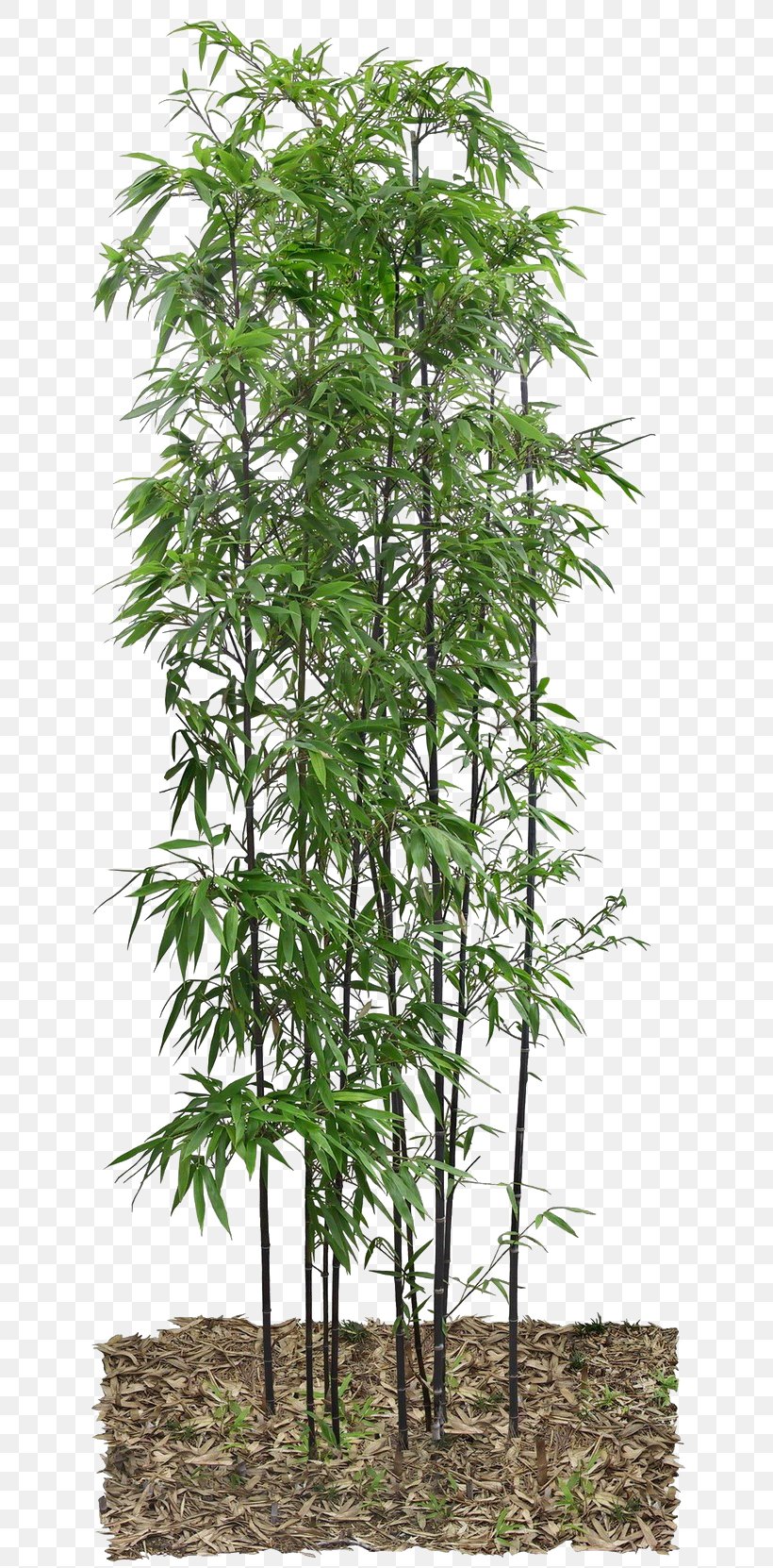 Bamboo, PNG, 658x1662px, 3d Computer Graphics, Bamboo, Branch