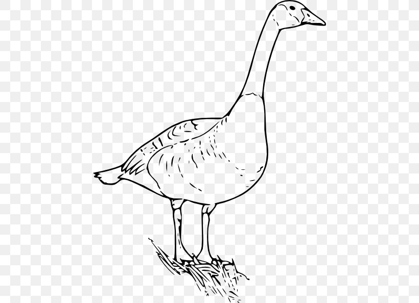 Canada Goose Bird Clip Art, PNG, 456x594px, Goose, Area, Artwork, Beak, Bird Download Free