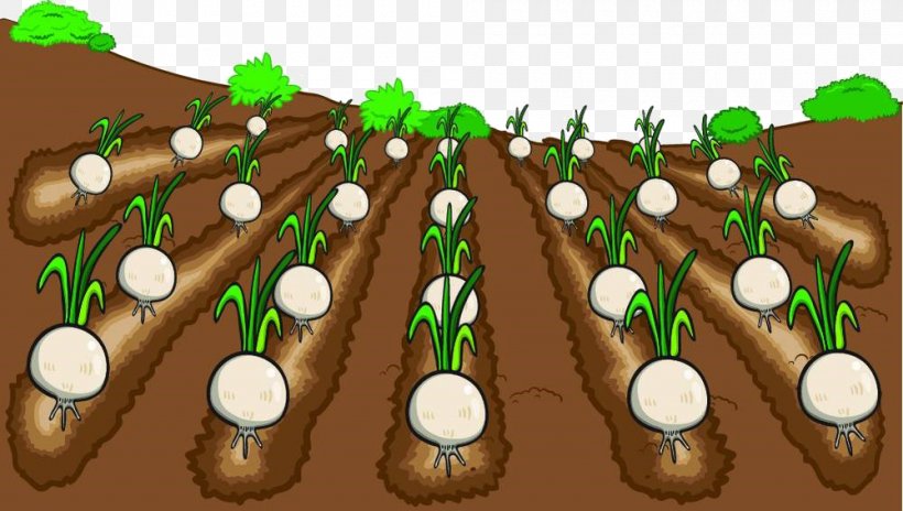 Farmer Cartoon Onion Vegetable, PNG, 1000x566px, Farmer, Cartoon, Christmas Ornament, Farm, Food Download Free
