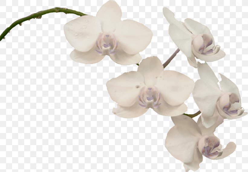 Moth Orchids Plant Clip Art, PNG, 1200x833px, Orchids, Beach Rose, Blossom, Body Jewelry, Cut Flowers Download Free