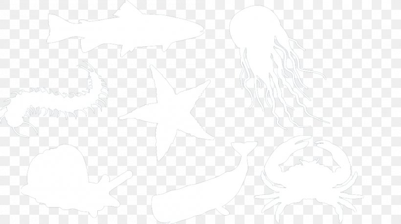 White Line Art Sketch, PNG, 1000x560px, White, Artwork, Black And White, Drawing, Line Art Download Free