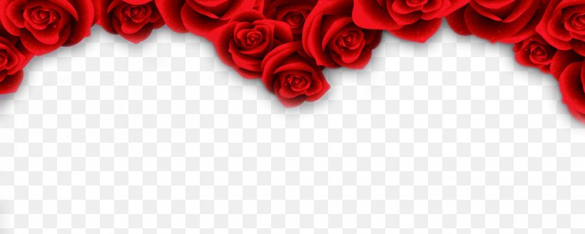 Beach Rose Garden Roses Red Flower, PNG, 985x394px, Beach Rose, Floral Design, Flower, Garden Roses, Heart Download Free