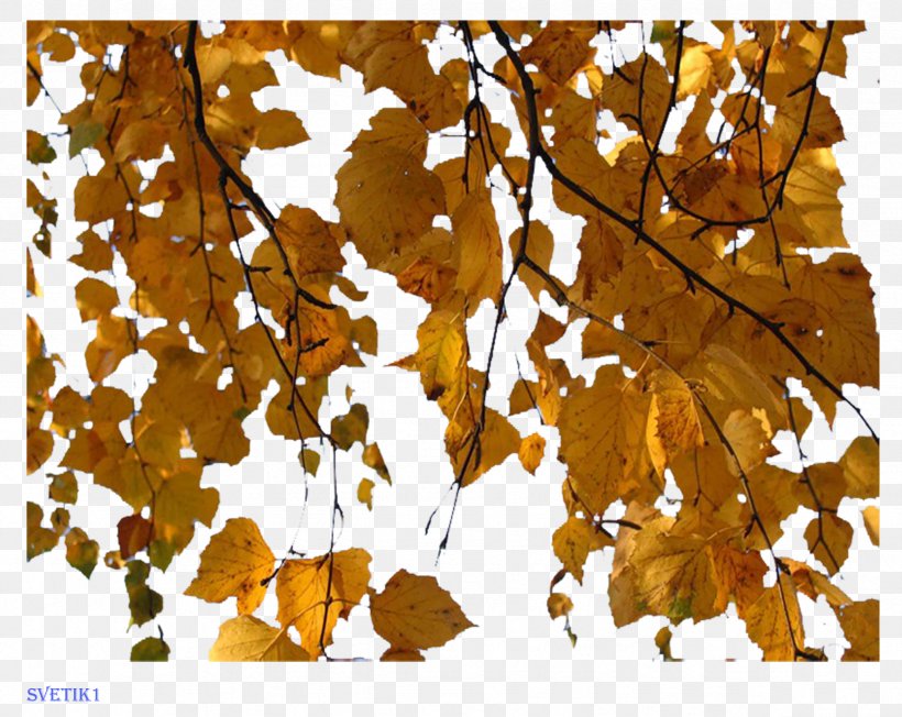 Birch Maple Leaf Clip Art, PNG, 2362x1880px, Birch, Autumn, Branch, Deciduous, Digital Image Download Free
