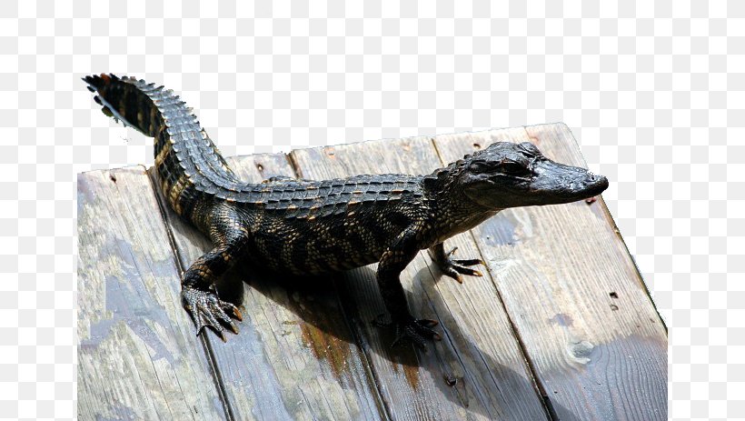 Everglades Reptile American Alligator Crocodile Snake, PNG, 650x463px, Everglades, Alligator, Alligator Eyes, American Alligator, Chinese Alligator Download Free