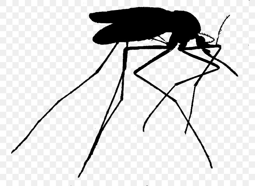Mosquito Black & White, PNG, 786x599px, Mosquito, Art, Arthropod, Black, Black White M Download Free