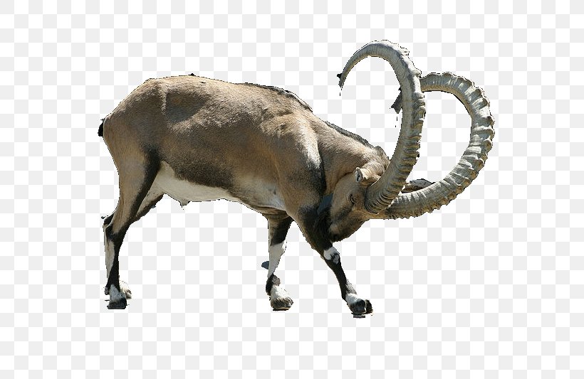 Alpine Ibex Goat Chamois, PNG, 800x533px, Alpine Ibex, Antelope, Bovid, Caprinae, Cattle Like Mammal Download Free