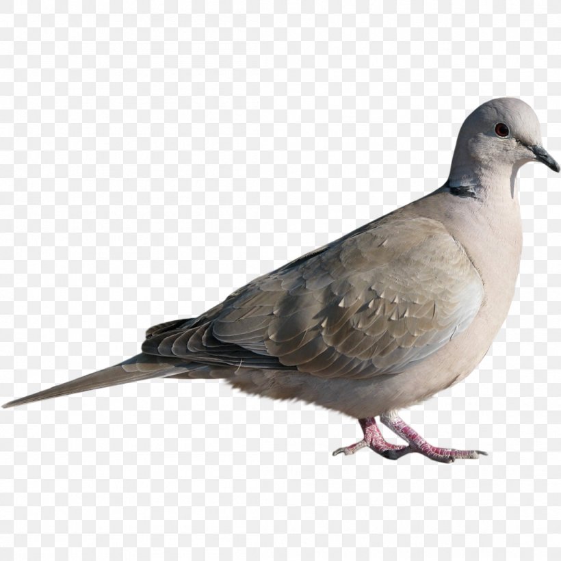 Bird Pigeons And Doves Rock Dove Stock Dove, PNG, 1104x1104px, Bird, Beak, Bird Houses, Fauna, Feather Download Free