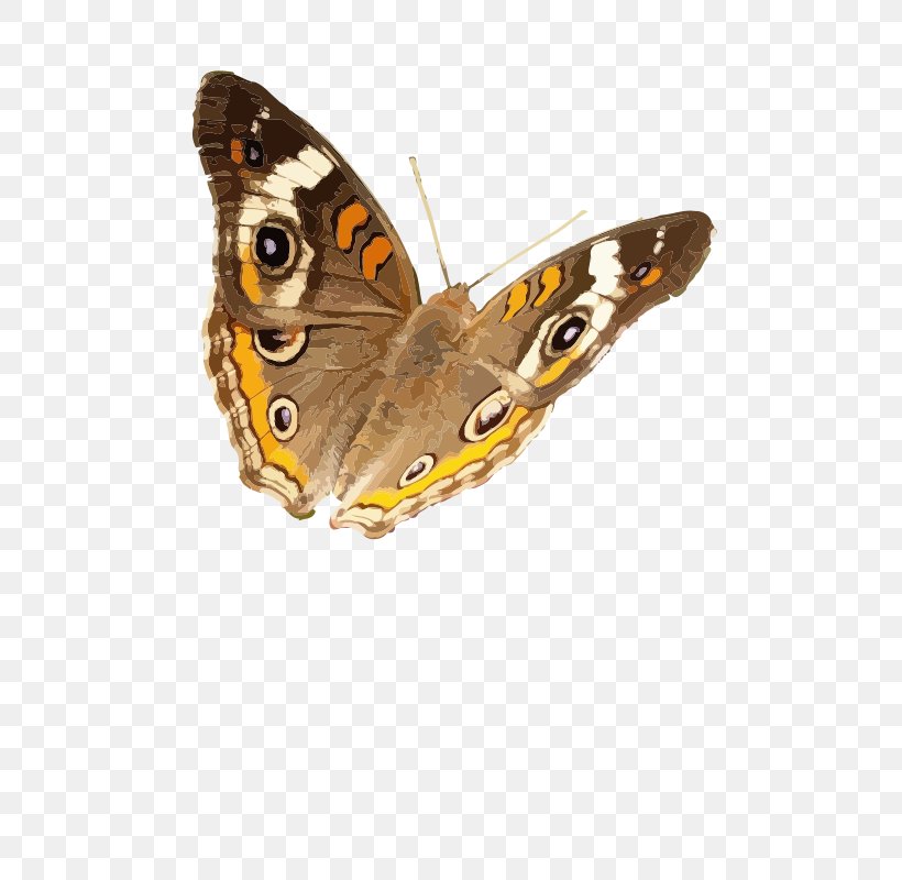 Brush-footed Butterflies Butterfly Insect Common Buckeye Clip Art, PNG, 566x800px, Watercolor, Cartoon, Flower, Frame, Heart Download Free