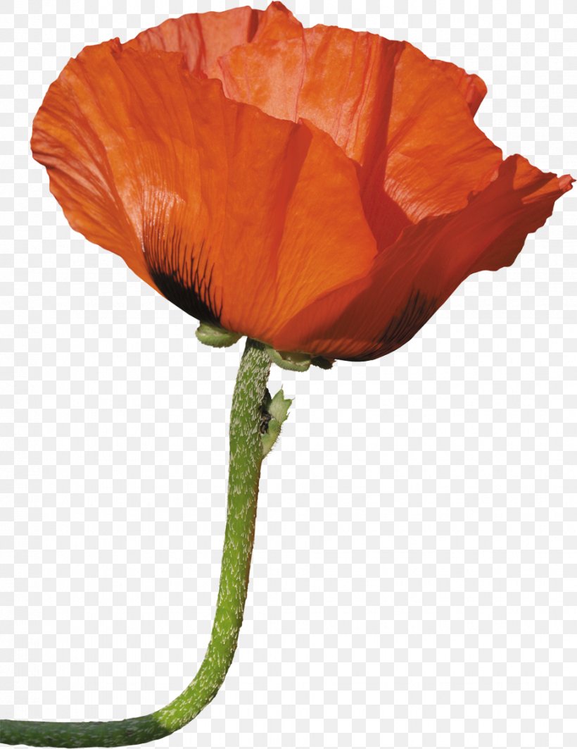 Common Poppy Opium Poppy Flower, PNG, 925x1200px, Common Poppy, Aspect Ratio, California Poppy, Coquelicot, Cut Flowers Download Free
