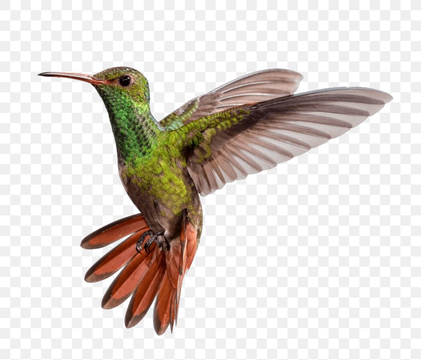 Rufous-tailed Hummingbird Beak Ruby-throated Hummingbird Bee Hummingbird, PNG, 768x702px, Bird, Archilochus, Beak, Bee Hummingbird, Coraciiformes Download Free