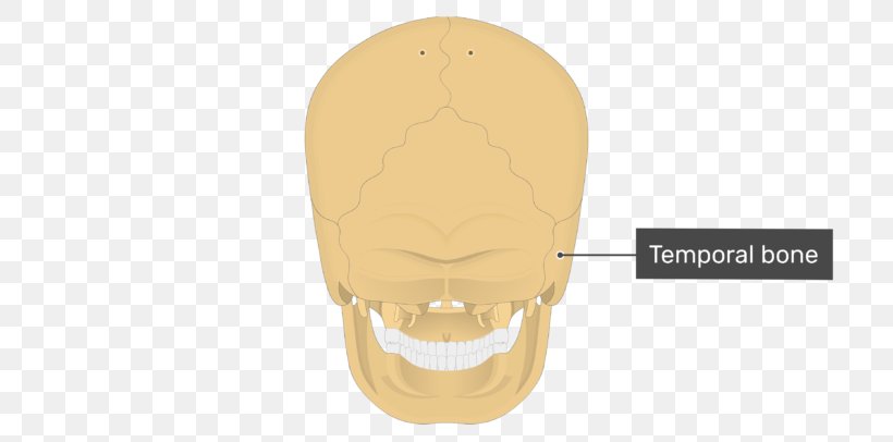 Temporal Bone Skull Mastoid Process Occipital Bone, PNG, 770x406px, Temporal Bone, Bone, Jaw, Mandible, Mastoid Part Of The Temporal Bone Download Free