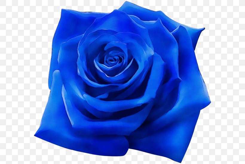 Blue Watercolor Flowers, PNG, 600x550px, Watercolor, Blue, Blue Rose, Cobalt Blue, Cut Flowers Download Free