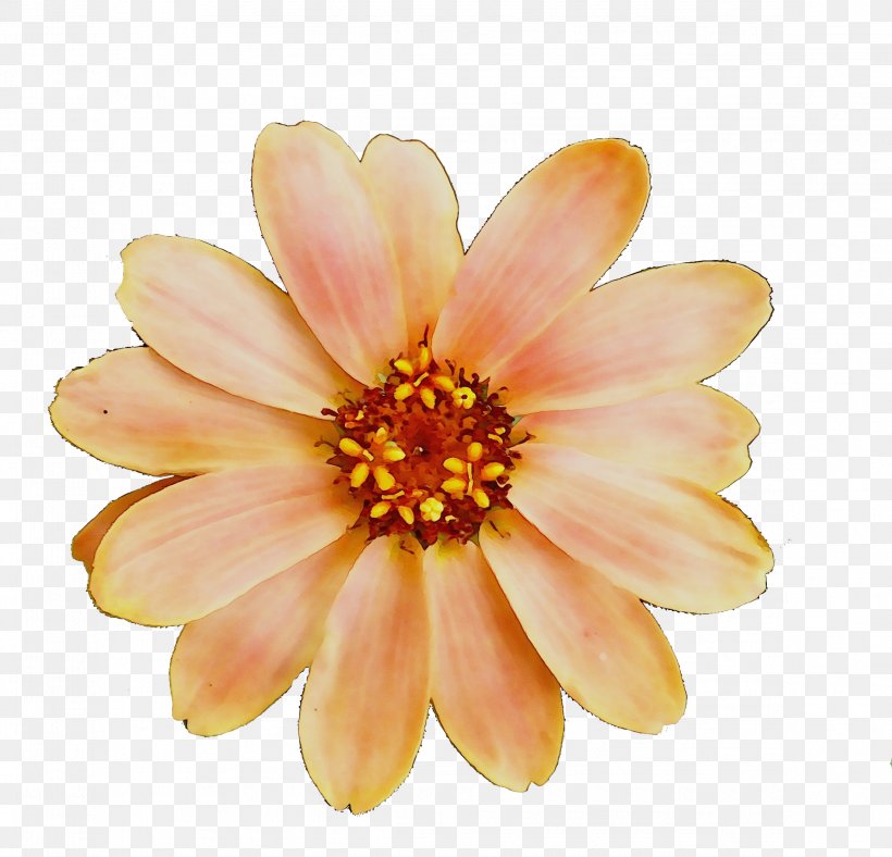 Chrysanthemum Yellow Transvaal Daisy Dahlia, PNG, 2317x2228px, Chrysanthemum, African Daisy, Annual Plant, Dahlia, Daisy Family Download Free