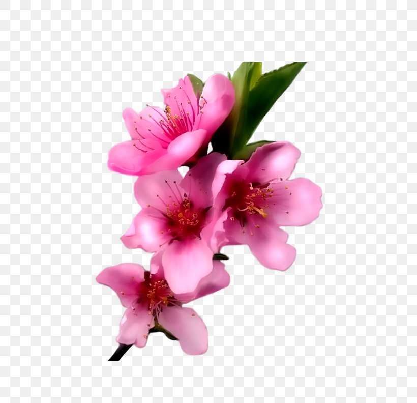 Cut Flowers Flower Bouquet Clip Art, PNG, 704x792px, Flower, Alstroemeriaceae, Blossom, Branch, Cherry Blossom Download Free