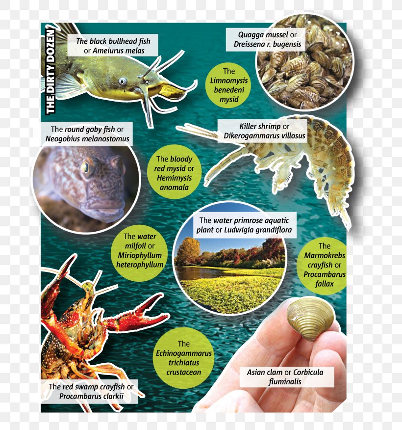 Ecosystem Fauna Fish Products Recipe, PNG, 700x876px, Ecosystem, Animal Source Foods, Fauna, Fish, Fish Products Download Free