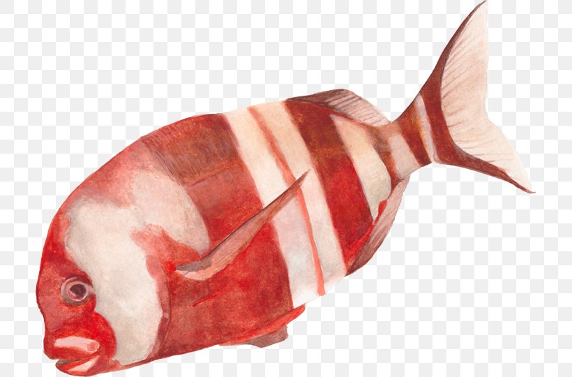 Fish Chrysoblephus Gibbiceps Oscar Salmon Discus, PNG, 717x540px, Fish, Animal Source Foods, Aquarium, Chrysoblephus Gibbiceps, Cichlid Download Free