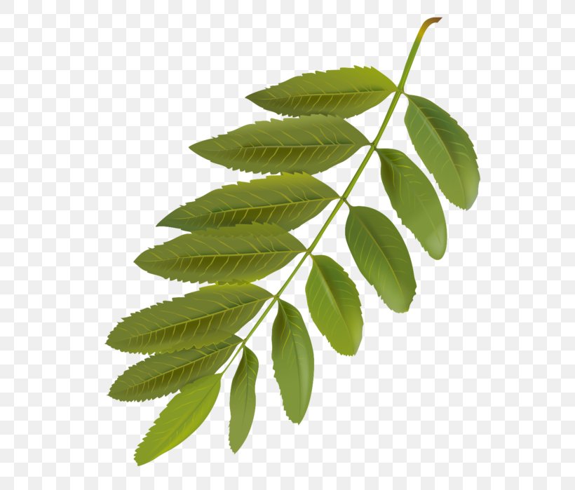 Leaf Flower Plant Tree Woody Plant, PNG, 606x699px, Leaf, Branch, Flower, Flowering Plant, Plant Download Free