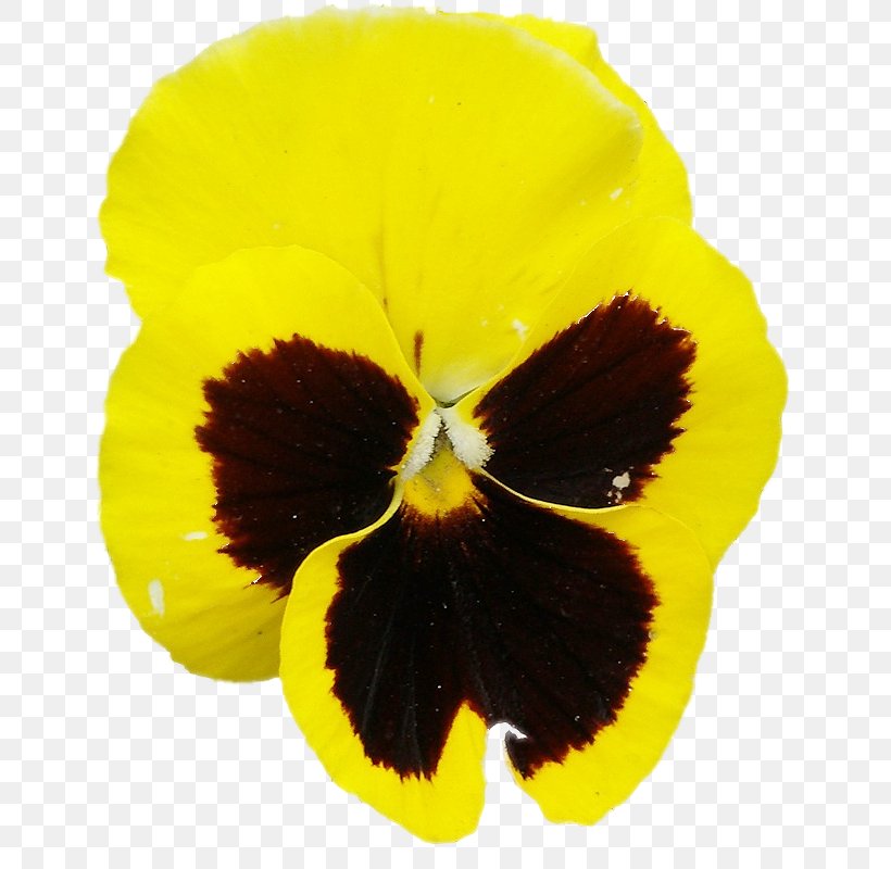 Pansy Sowing Biennial Plant Seed, PNG, 674x800px, Pansy, Benih, Biennial Plant, Flower, Flowering Plant Download Free