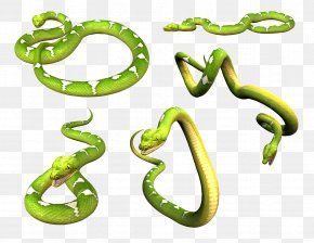 Green Snake PNG X Px Snake Black Rat Snake Boa Constrictor Boas Cobra Download Free