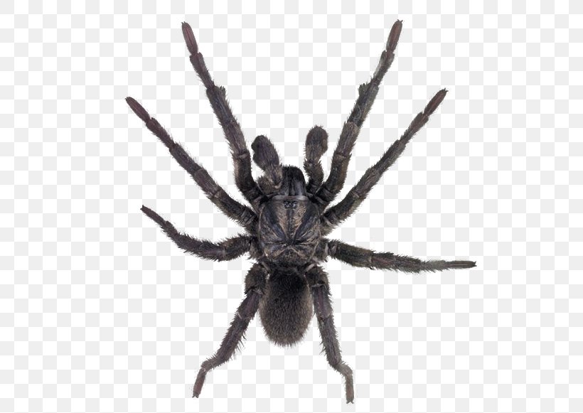Sydney Funnel-web Spider Clip Art, PNG, 526x581px, Spider, Arachnid, Araneus, Arthropod, Australian Funnelweb Spider Download Free