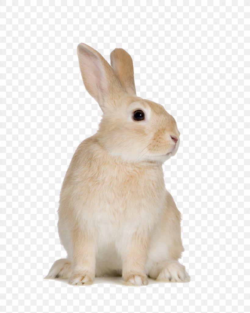 Easter Bunny Beige Rabbit Rodent European Rabbit Domestic Rabbit, PNG, 2835x3543px, Easter Bunny, Animal, Beige Rabbit, Cat, Chinchilla Download Free