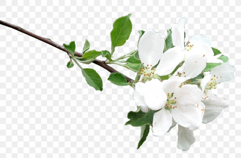 Twig Cut Flowers Plant Stem Rose Family, PNG, 850x556px, Twig, Blossom, Branch, Cherries, Cherry Blossom Download Free