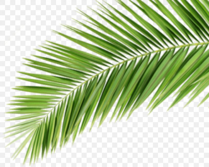 Asian Palmyra Palm Promotional Merchandise Arecaceae Werbemittel Corporate Design, PNG, 907x726px, Asian Palmyra Palm, Arecaceae, Arecales, Borassus, Borassus Flabellifer Download Free
