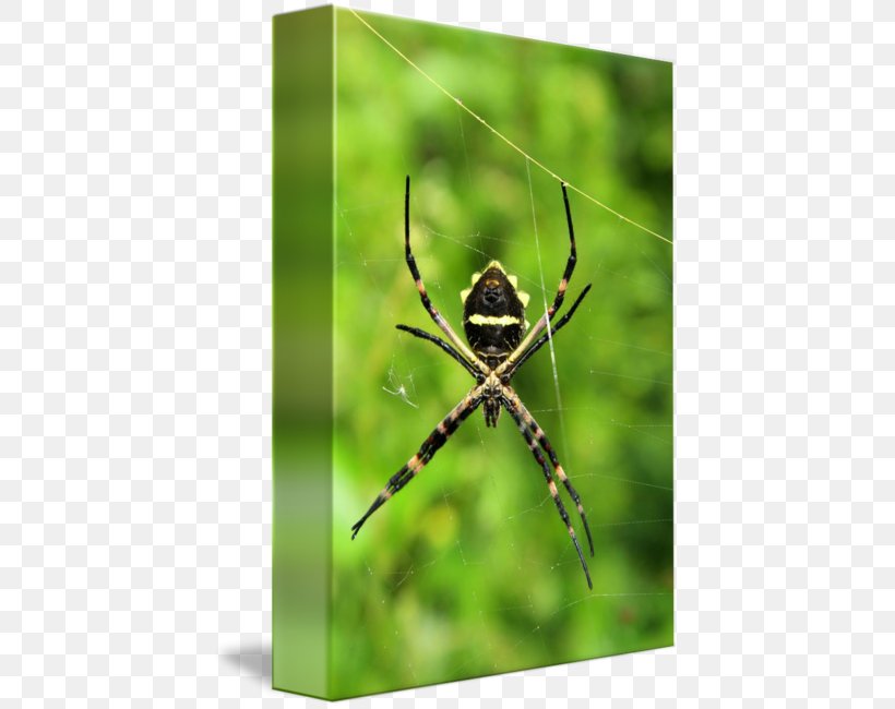 European Garden Spider Argiope Insect Photography, PNG, 427x650px, European Garden Spider, Angulate Orbweavers, Arachnid, Araneus, Argiope Download Free