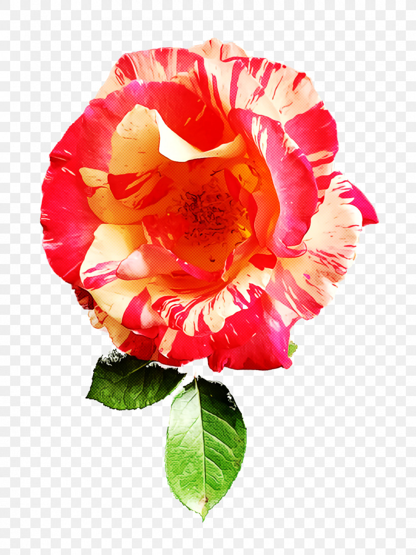 Garden Roses, PNG, 1080x1440px, Garden Roses, Artificial Flower, Cabbage Rose, Cut Flowers, Floral Design Download Free