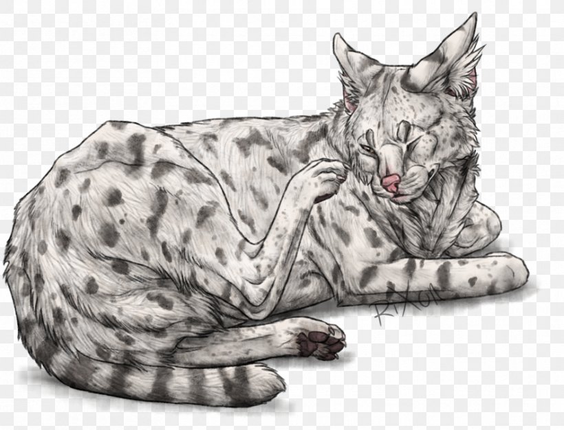 California Spangled Ocicat Whiskers Domestic Short-haired Cat Tabby Cat, PNG, 884x675px, California Spangled, Albinism, Animal, Big Cats, Carnivoran Download Free