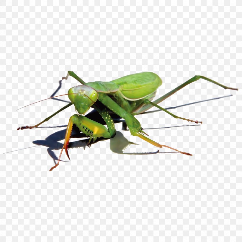 Green Mantis, PNG, 1181x1181px, Insect, Arthropod, Cricket, Cricket Like Insect, Drawing Download Free