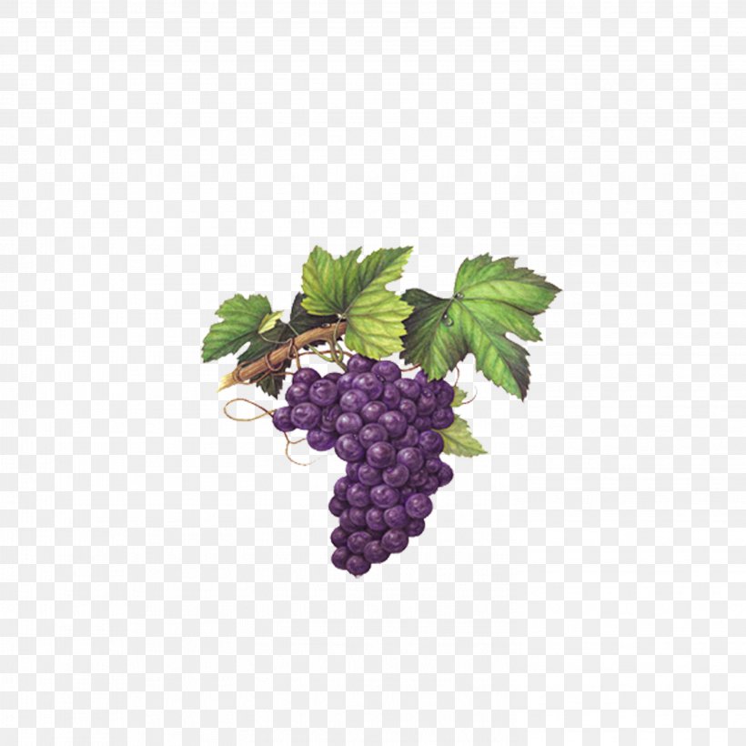 Red Wine Muscat Chardonnay Grape, PNG, 2953x2953px, Red Wine, Blackberry, Chardonnay, Common Grape Vine, Food Download Free