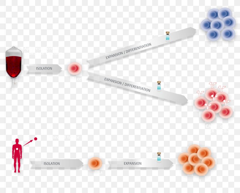 Regulatory T Cell Chimeric Antigen Receptor Cytokine, PNG, 2048x1645px, Regulatory T Cell, Antigen, Brand, Cancer Immunotherapy, Cell Download Free