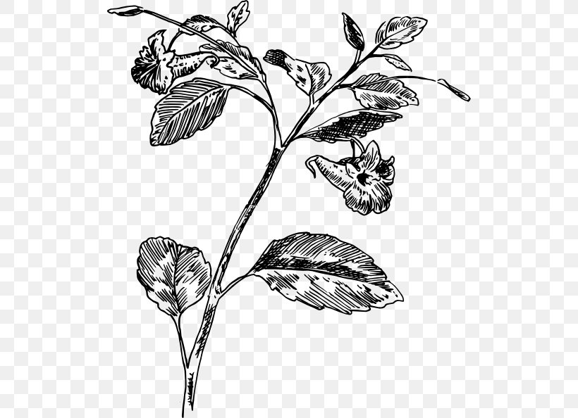 Twig Botany Plant Flower Leaf, PNG, 516x594px, Twig, Biology, Black And White, Botany, Branch Download Free