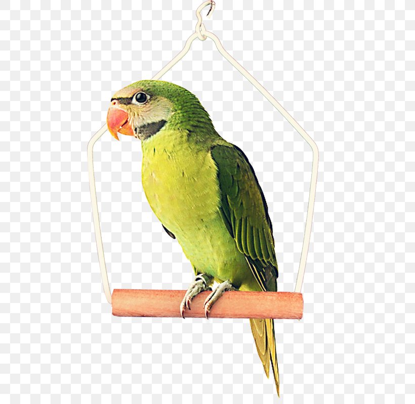 Bird Parrot Clip Art, PNG, 800x800px, Bird, Animal, Beak, Bird Supply, Blog Download Free