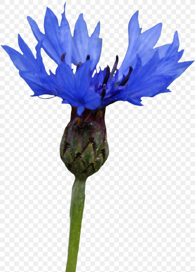 Cornflower Photography Clip Art, PNG, 859x1200px, Flower, Albom, Blue, Cornflower, Flora Download Free