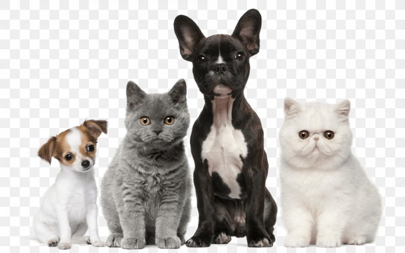 Dog Cat Puppy Kitten Pet, PNG, 1000x627px, Dog, Burmese, Carnivoran, Cat, Cat Like Mammal Download Free