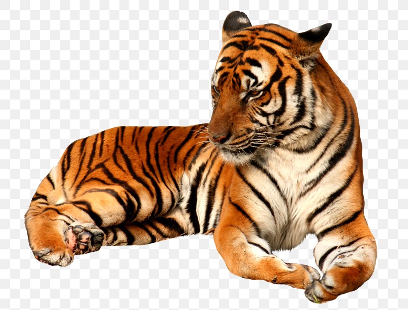 Felidae Lion Clip Art Bengal Tiger, PNG, 800x623px, Felidae, Bengal Tiger, Big Cats, Carnivoran, Cat Like Mammal Download Free